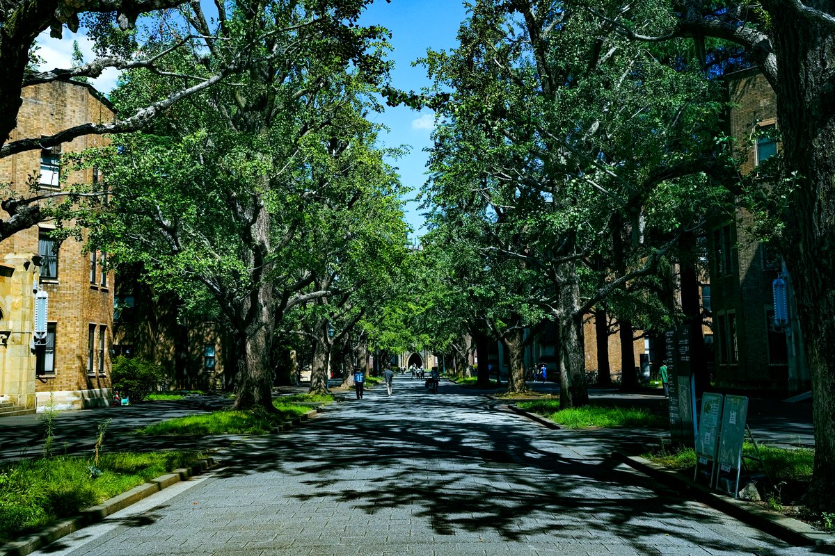 Ginkgo tree-lined avenue, Hongo Campus