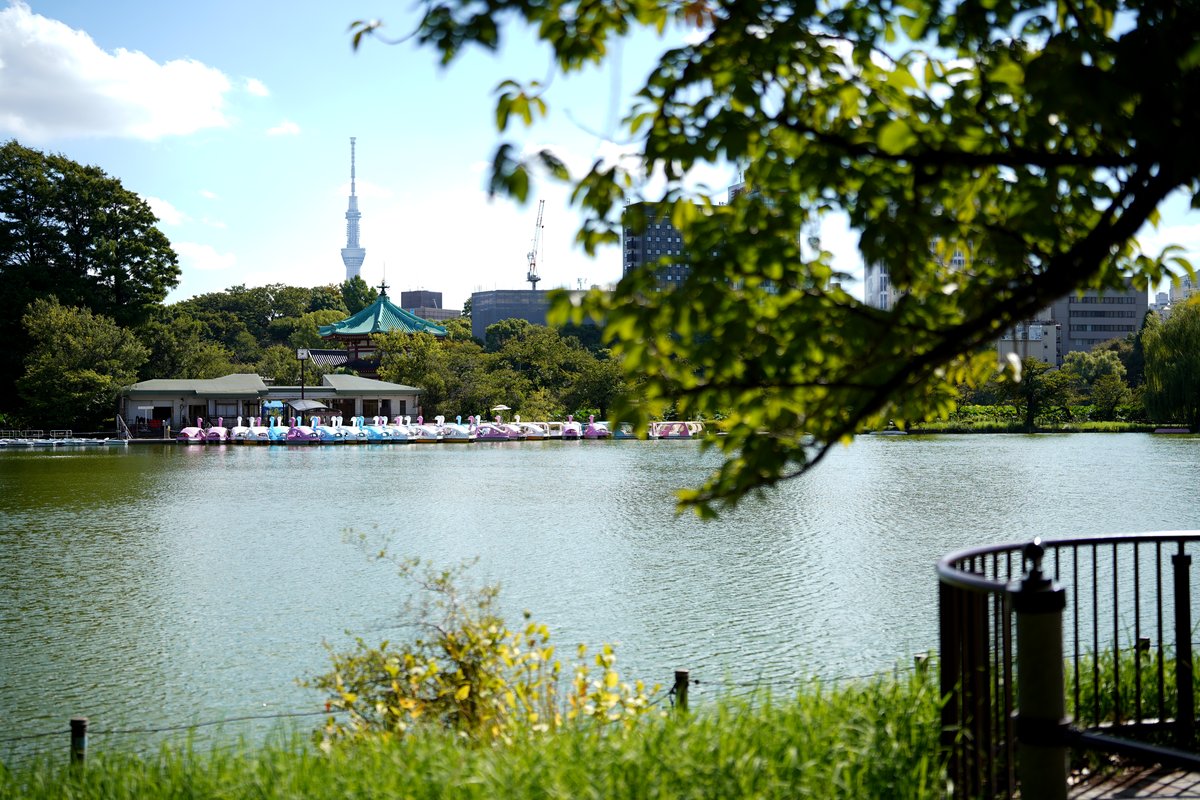 Shinobazu Pond, Ueno Park — swan boats