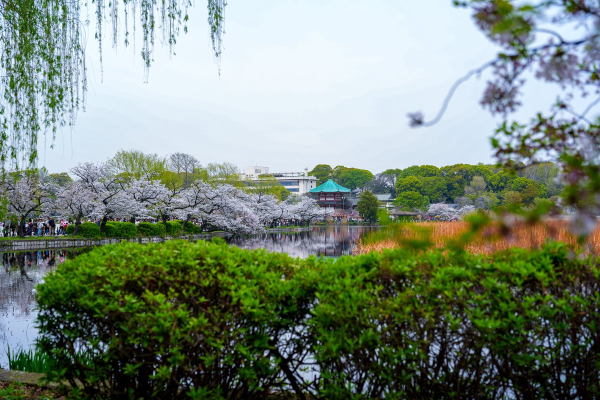 Ueno Park in spring with cherry blossoms